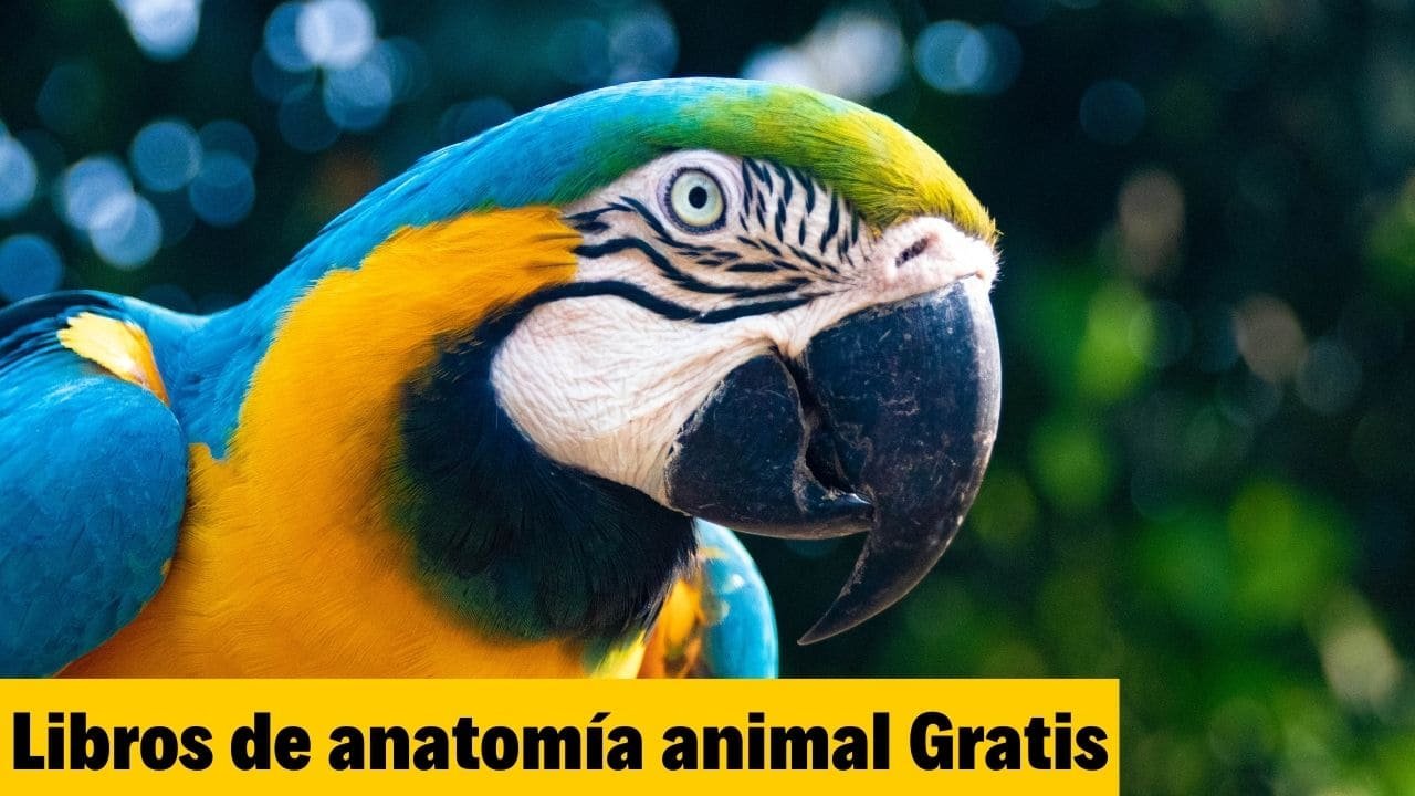 28 Libros de Anatomía Animal (PDF) ¡Gratis!