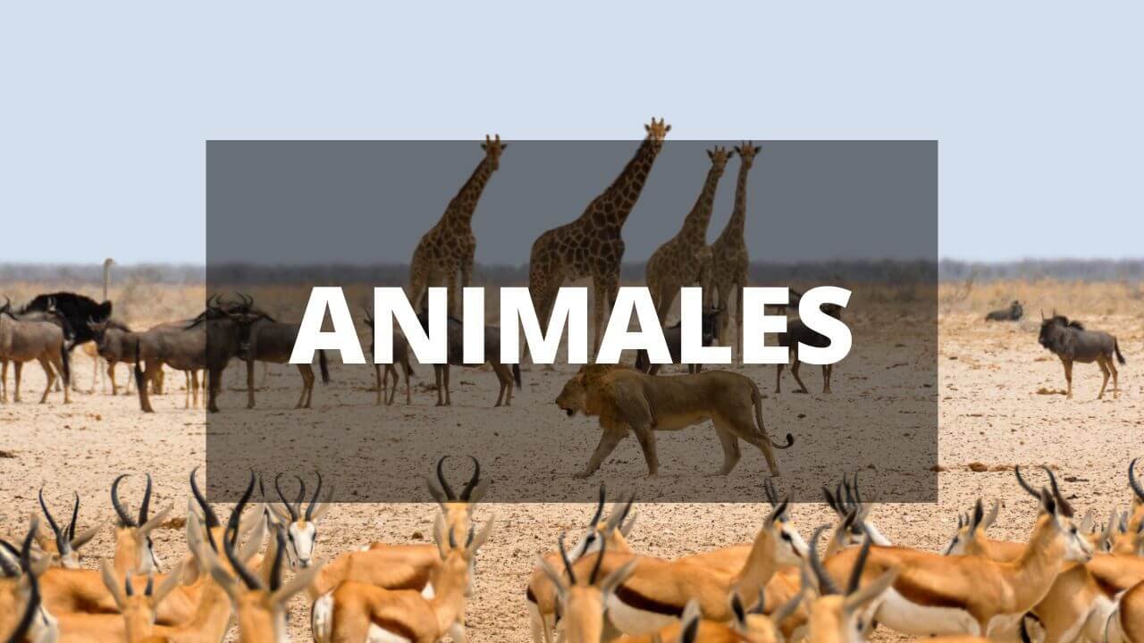 libros de animales gratis libros de animales gratis